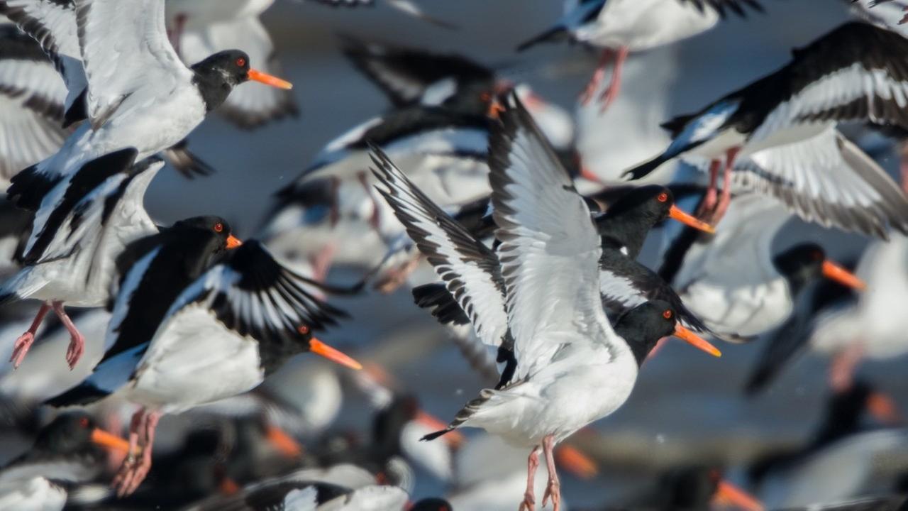 Vögel auf der Insel Föhr Vögel auf der Insel Föhr