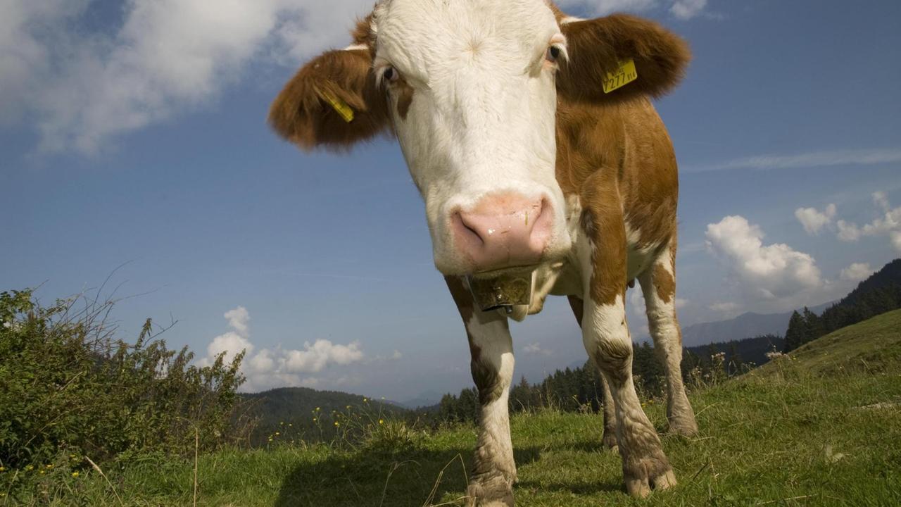 Eine Milchkuh auf Weide im Nationalpark Kalkalpen, Oberösterreich