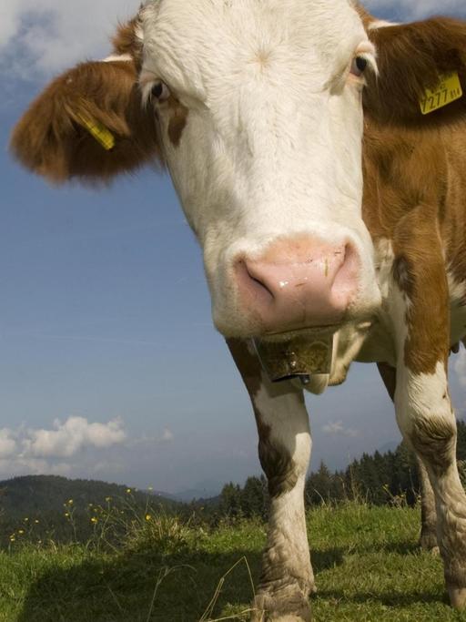 Eine Milchkuh auf der Weide im Nationalpark Kalkalpen, Oberösterreich