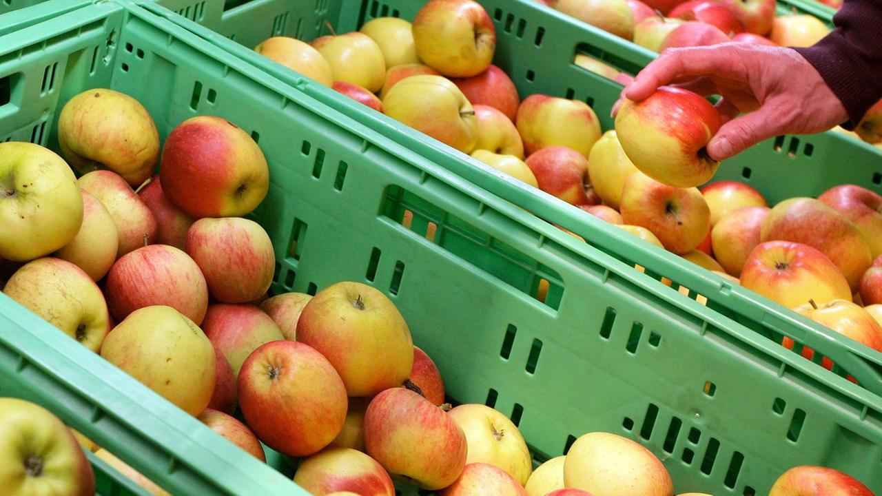 Eine Kundin greift nach einem Apfel aus ökologischem Anbau in einem Lebensmittelgeschäft, das Bio-Nahrungsmittel in Hannover verkauft. Eine Kundin greift nach einem Apfel aus ökologischem Anbau in einem Lebensmittelgeschäft, das Bio-Nahrungsmittel in Hannover verkauft.