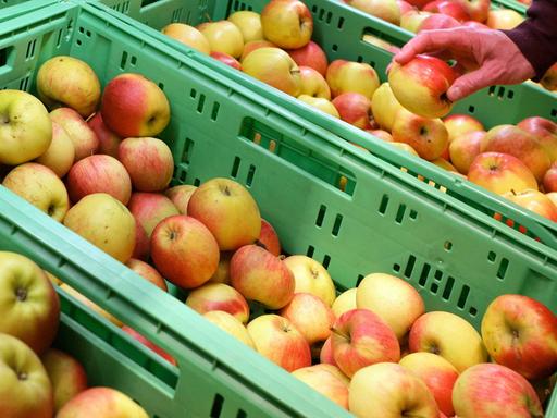 Eine Kundin greift nach einem Apfel aus ökologischem Anbau in einem Lebensmittelgeschäft, das Bio-Nahrungsmittel in Hannover verkauft.