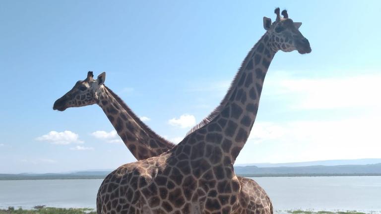 Zwei Giraffen auf einer Insel. Zwei Giraffen auf einer Insel.