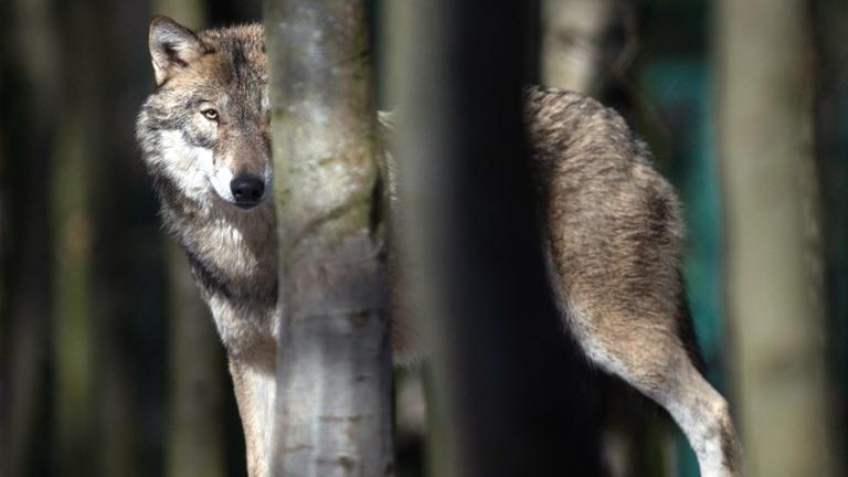 Ein Wolf schaut hinter Bäumen hervor. Ein Wolf schaut hinter Bäumen hervor.