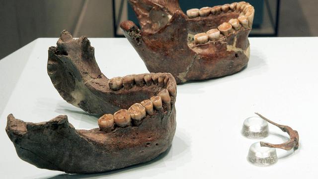 Das Zungenbein (v.r.) und zwei Unterkiefer von rund 60.000 Jahre alten Neandertalern, aufgenommen in der Ausstellung "ROOTS // Wurzeln der Menschheit" im Rheinischen Landes Museum in Bonn im Jahr 2006
