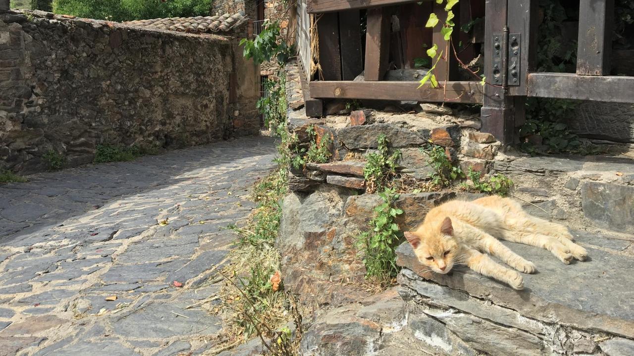 Ob Charitos Katze auch so alt wird? - im Haus von Maria del Rosario in Patones, eine Stunde nördlich von Madrid. Ob Charitos Katze auch so alt wird? - im Haus von Maria del Rosario in Patones, eine Stunde nördlich von Madrid.