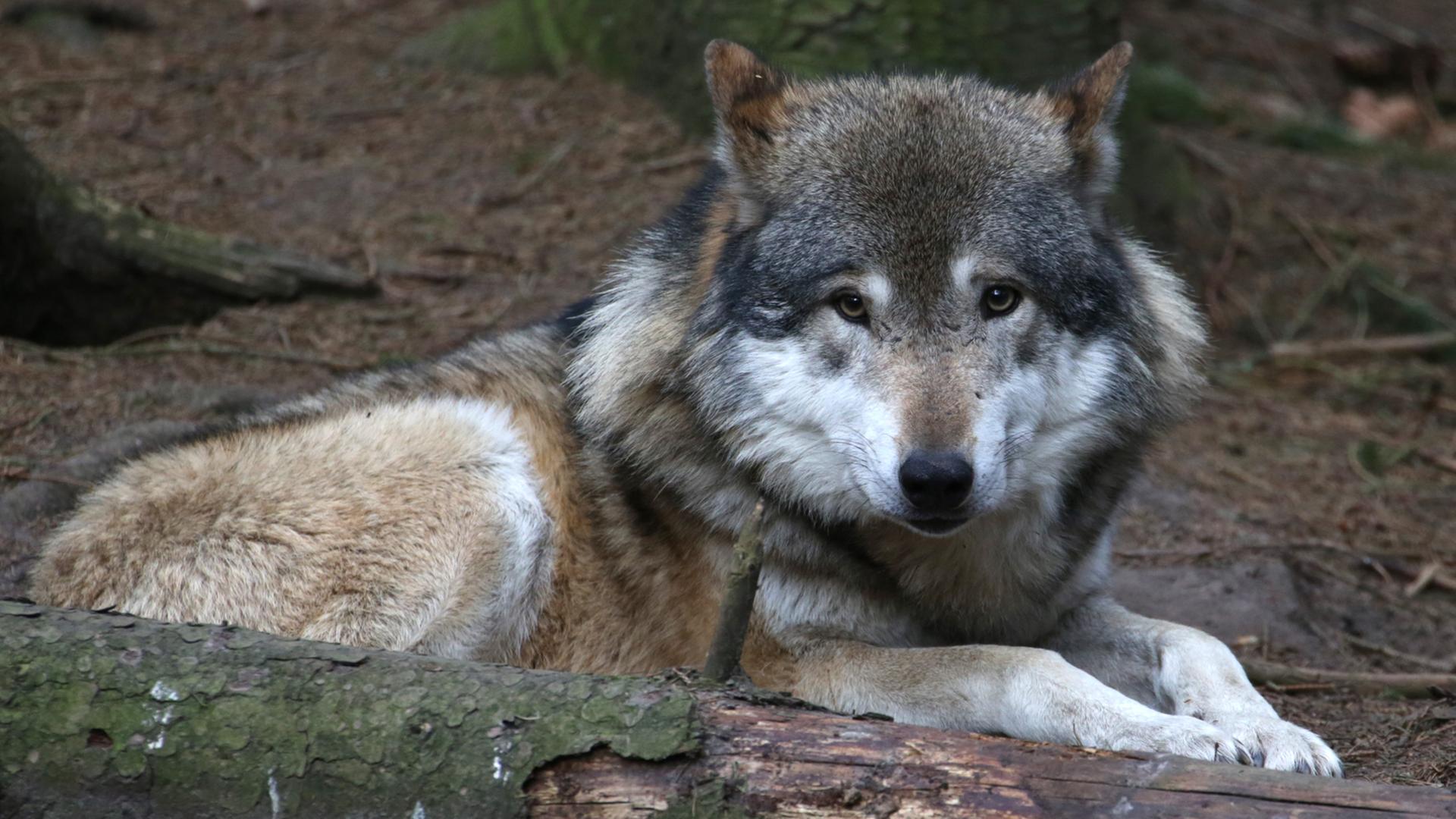 Ein Wolf liegt an einem Baumstamm in der freien Natur. Ein Wolf liegt an einem Baumstamm in der freien Natur.
