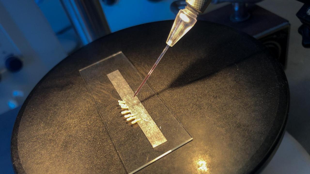 Sieben Puppen des Reismehlkäfers hat Annkatrin Müller mit doppelseitigem Klebeband auf ein Glasplättchen geklebt.Ein Stabilisator hält die gläserne Nadel, mit der Dr. Salim Hakeemi eine Flüssigkeit mit doppelsträngiger RNA in die Insekten-Puppen spritzt. Sieben Puppen des Reismehlkäfers hat Annkatrin Müller mit doppelseitigem Klebeband auf ein Glasplättchen geklebt.Ein Stabilisator hält die gläserne Nadel, mit der Dr. Salim Hakeemi eine Flüssigkeit mit doppelsträngiger RNA in die Insekten-Puppen spritzt.