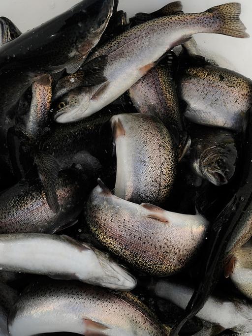 Forellen aus deutscher Produktion: Der Bedarf nach Fisch ist weltweit nur noch mit dem Ausbau von Zuchtfarmen zu decken. Aber wie schafft man es, dass der Fisch nach Fisch schmeckt?