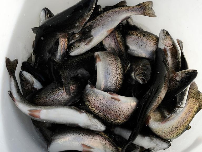 Forellen aus deutscher Produktion: Der Bedarf nach Fisch ist weltweit nur noch mit dem Ausbau von Zuchtfarmen zu decken. Aber wie schafft man es, dass der Fisch nach Fisch schmeckt?