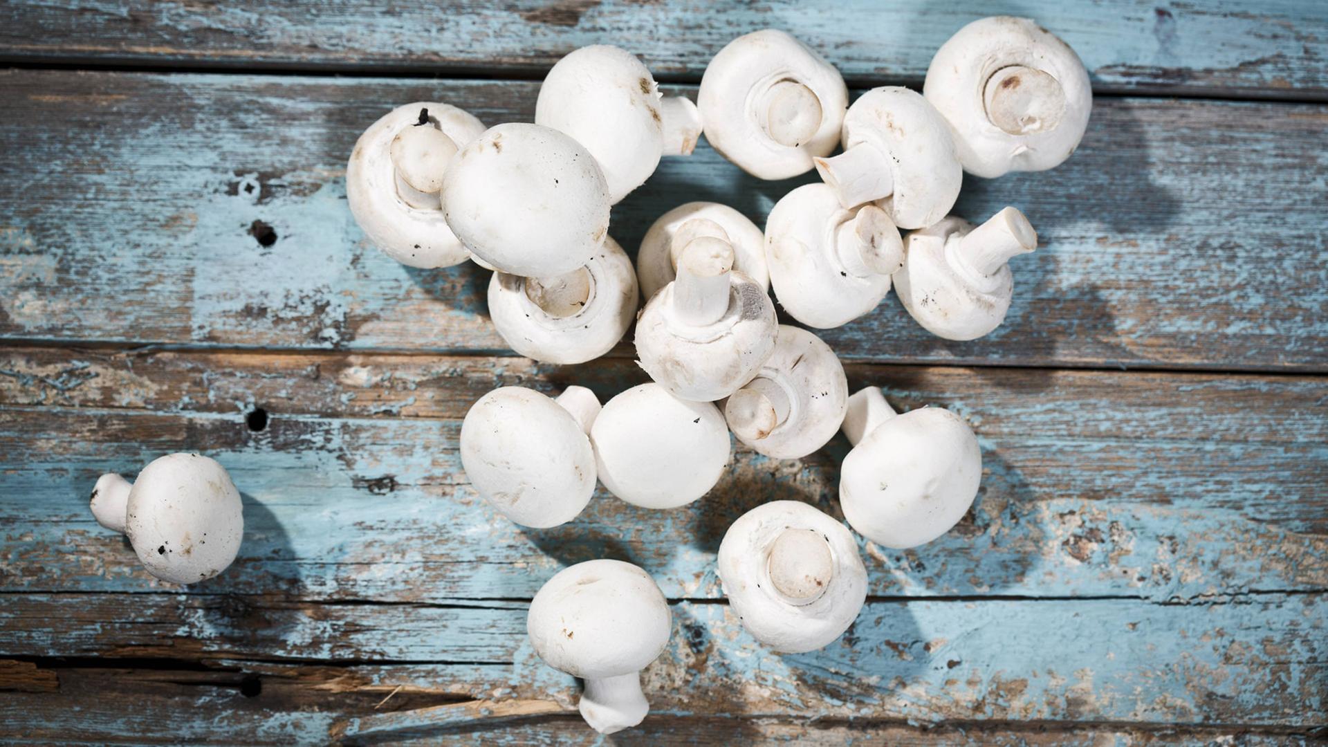 Champignons Champignons