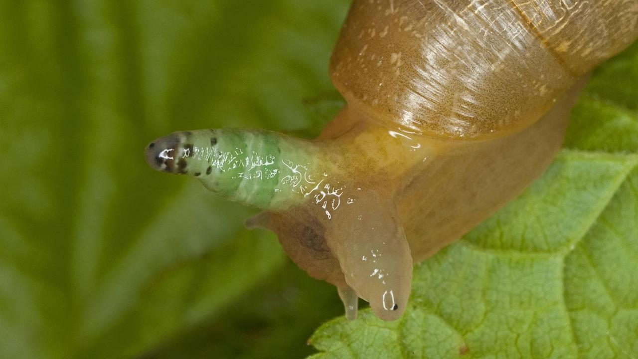Eine gemeine Bernsteinschnecke mit verdickten Fühlern durch einen Saugwurm-Befall sitzt auf einem Blatt. Eine gemeine Bernsteinschnecke mit verdickten Fühlern durch einen Saugwurm-Befall sitzt auf einem Blatt.