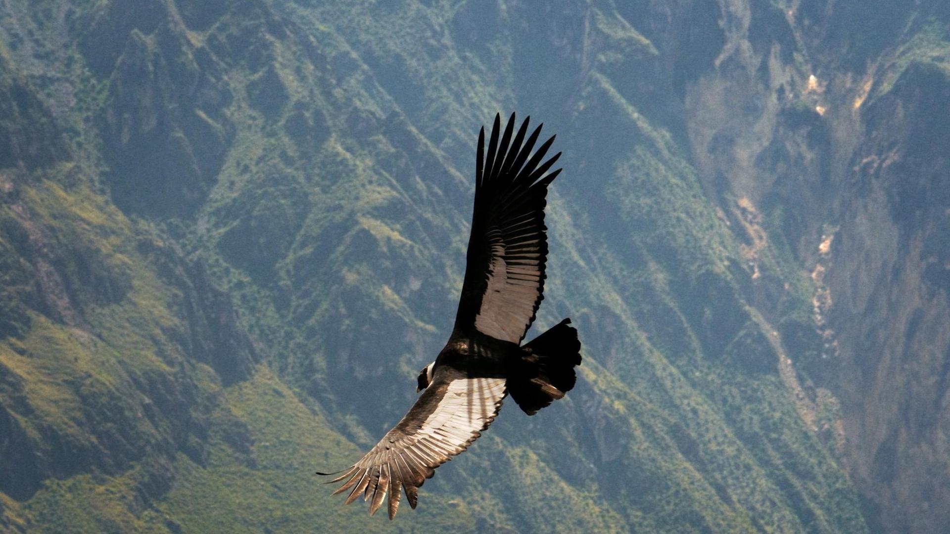 Ein Farbfoto zeigt einen andinischen Kondor, der mit breiten Schwingen über die Region Cruz del Cóndor an der Colca Schlucht in Peru fliegt. Colca-Tal ist eine Schlucht bei Chivay in Peru, 97 km nördlich von Arequipa. Ein Farbfoto zeigt einen andinischen Kondor, der mit breiten Schwingen über die Region Cruz del Cóndor an der Colca Schlucht in Peru fliegt. Colca-Tal ist eine Schlucht bei Chivay in Peru, 97 km nördlich von Arequipa.