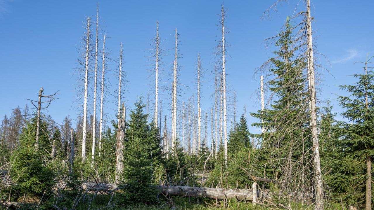 Abgestorbene Bäume stehen am Oderteich im Nationalpark Harz. Der Harz zählt zu den wichtigsten touristischen Regionen in Deutschland.