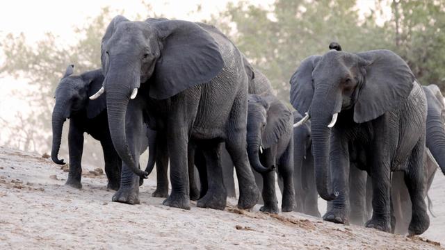 Elefanten waten durch die Savanne