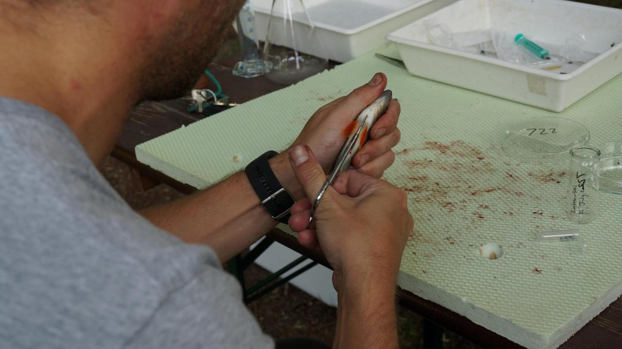 Nach dem Experiment werden die Barsche präpariert und untersucht und die gesammelten Daten analysiert Nach dem Experiment werden die Barsche präpariert und untersucht und die gesammelten Daten analysiert
