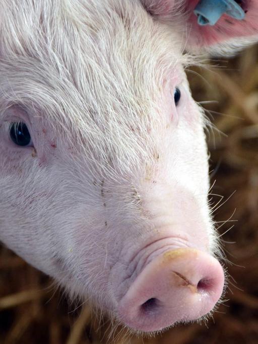 Strohschweine, Sau, Ferkel, Schwein, artgerechte Schweinehaltung auf einem Bauernhof in Bayern, Außenklimastall, Schweine und Sauen leben artgerecht bevor sie geschlachtet werden. konventionelle Schweinezucht Tierhaltung Tier Nutztier Fleischindustrie. Wirtschaft Landwirt, Tierschutz Fleischqualität Schweinefleisch Schweinebraten Spanferkel Tierwohl Biobranche Schweinespeck Ringelschwanz Schweinsohr essen kochen grillen Grillfleisch Schweinswürstel Wurst Schinken Fleischindustrie afrikanische Schweinepest Hausschwein Preisverfall Ernährung Weideschwein, Importstopp Strohschweine *** Straw pigs, sow, piglet, pig, species-appropriate pig husbandry on a farm in Bavaria, outdoor climate barn, pigs and sows live spec
