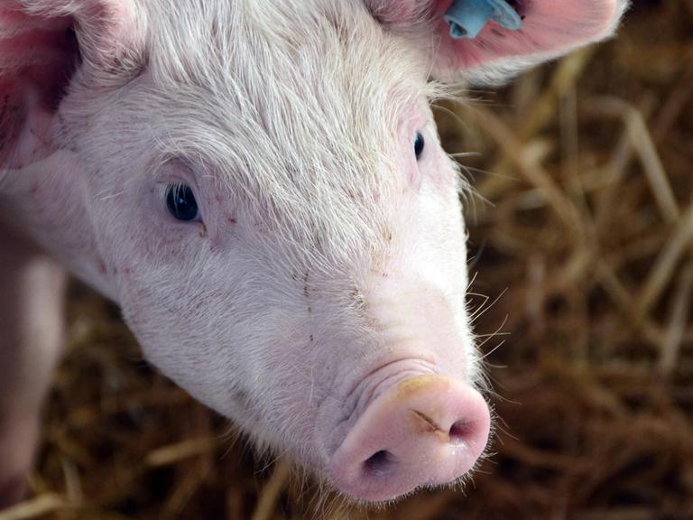 Strohschweine, Sau, Ferkel, Schwein, artgerechte Schweinehaltung auf einem Bauernhof in Bayern, Außenklimastall, Schweine und Sauen leben artgerecht bevor sie geschlachtet werden. konventionelle Schweinezucht Tierhaltung Tier Nutztier Fleischindustrie. Wirtschaft Landwirt, Tierschutz Fleischqualität Schweinefleisch Schweinebraten Spanferkel Tierwohl Biobranche Schweinespeck Ringelschwanz Schweinsohr essen kochen grillen Grillfleisch Schweinswürstel Wurst Schinken Fleischindustrie afrikanische Schweinepest Hausschwein Preisverfall Ernährung Weideschwein, Importstopp Strohschweine *** Straw pigs, sow, piglet, pig, species-appropriate pig husbandry on a farm in Bavaria, outdoor climate barn, pigs and sows live spec