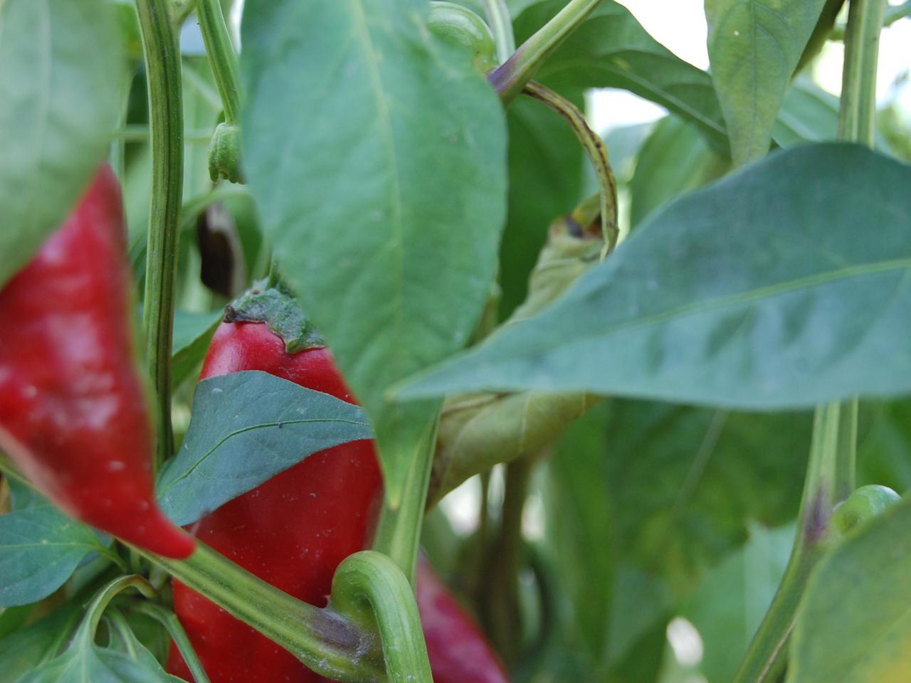 Paprika-Pflanze Paprika-Pflanze