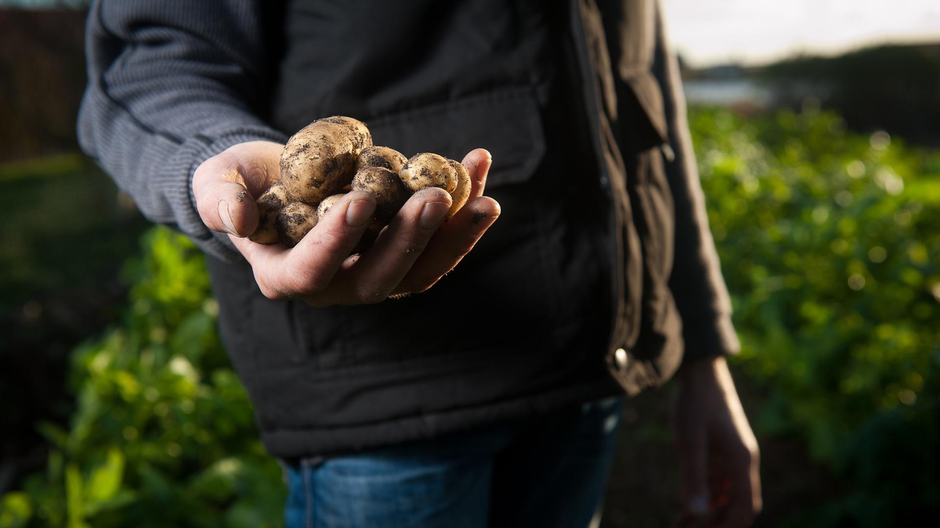 Ein Bauer hält Kartoffeln in der Hand Ein Bauer hält Kartoffeln in der Hand