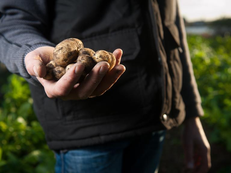 Ein Bauer hält Kartoffeln in der Hand