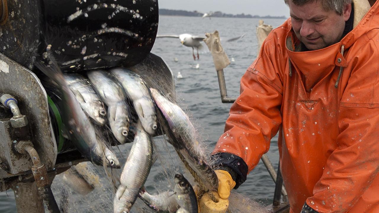 Heringsfischer im Strelasund Heringsfischer im Strelasund