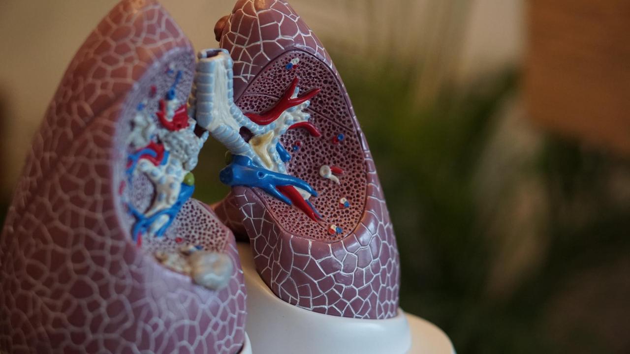 Ein Modellansicht der Lungenflügel.