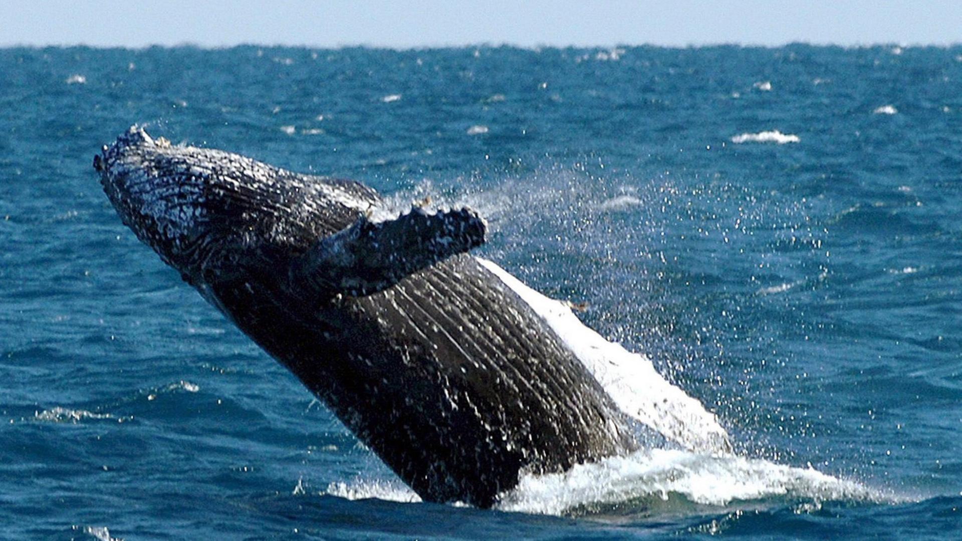 Ein Buckelwal springt in den Gewässern vor Australien aus dem Wasser Ein Buckelwal springt in den Gewässern vor Australien aus dem Wasser