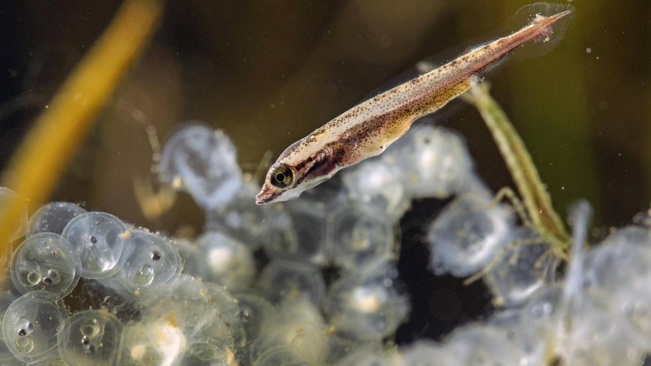 Freischwimmende Larve des Fluss-Hechts (Esox lucius) lauert auf aus Laichband schlüpfenden Flussbarschlarven Freischwimmende Larve des Fluss-Hechts (Esox lucius) lauert auf aus Laichband schlüpfenden Flussbarschlarven