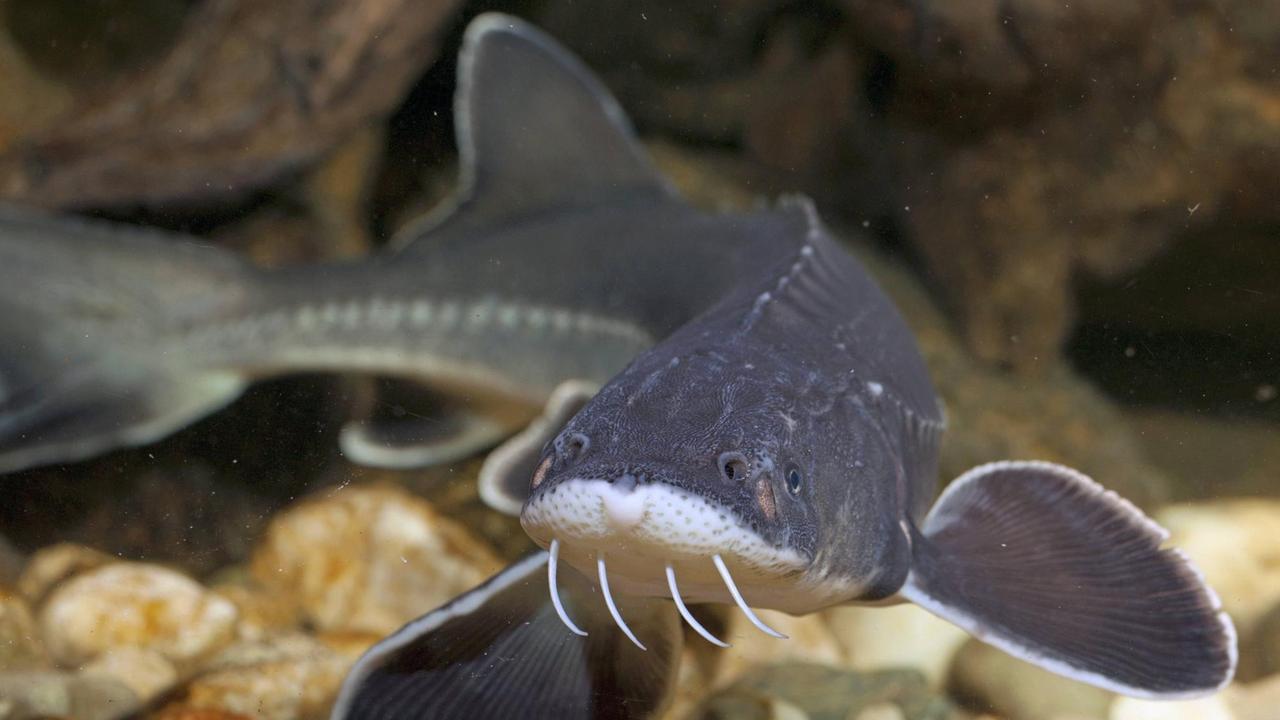 Ein adriatischer Stör (Acipenser naccarii) im Wasser Ein adriatischer Stör (Acipenser naccarii) im Wasser
