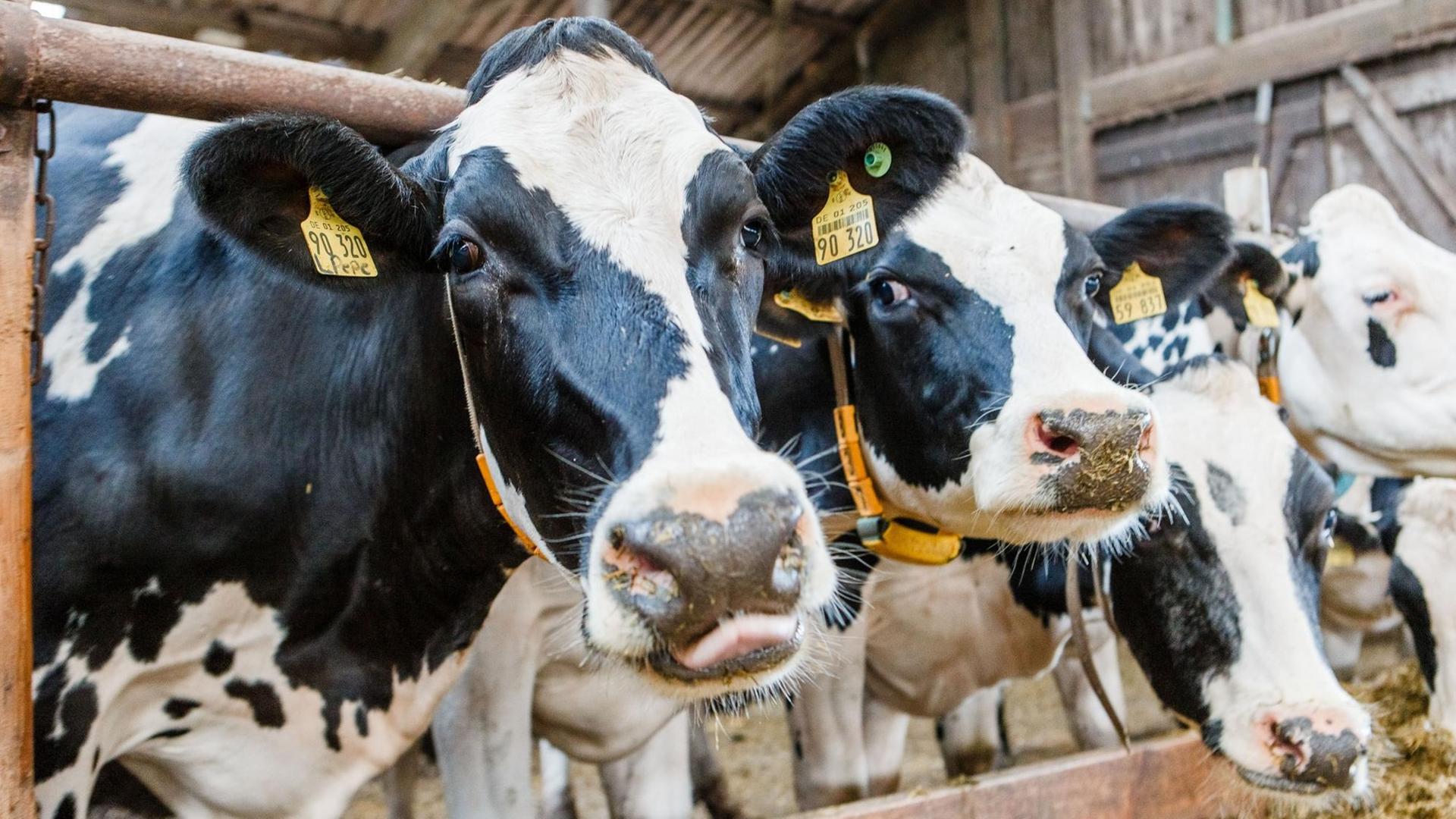 Milchkühe stehen am 24.08.2015 in einem Stall in Hohenwestedt (Schleswig-Holstein).