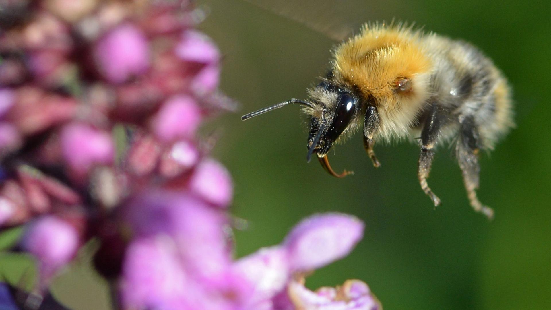Eine Hummel fliegt auf eine Blume zu Eine Hummel fliegt auf eine Blume zu