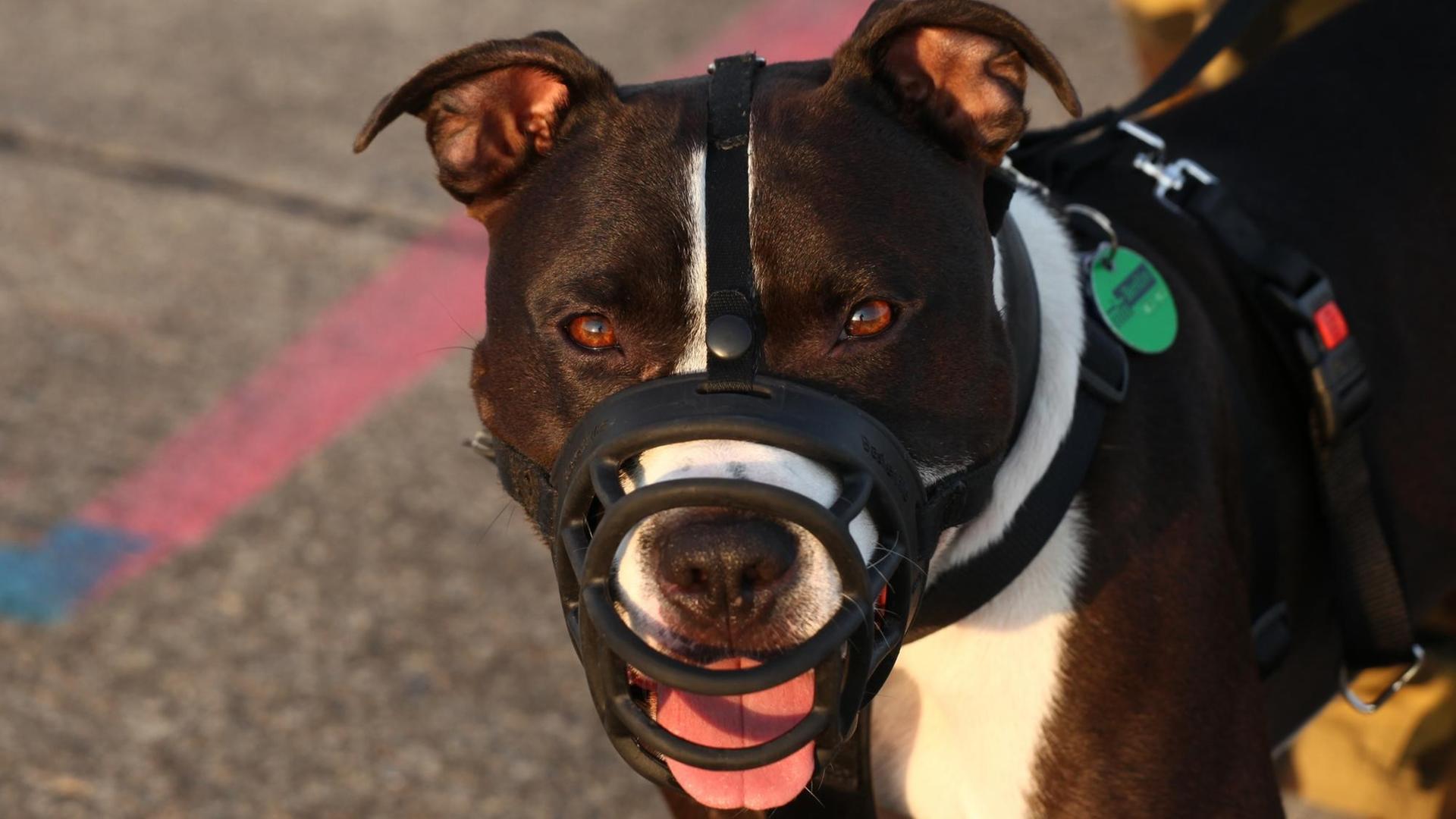 Ein American Staffordshire Terrier steht in Berlin neben seinem Herrchen und trägt einen Maulkorb. Ein American Staffordshire Terrier steht in Berlin neben seinem Herrchen und trägt einen Maulkorb.