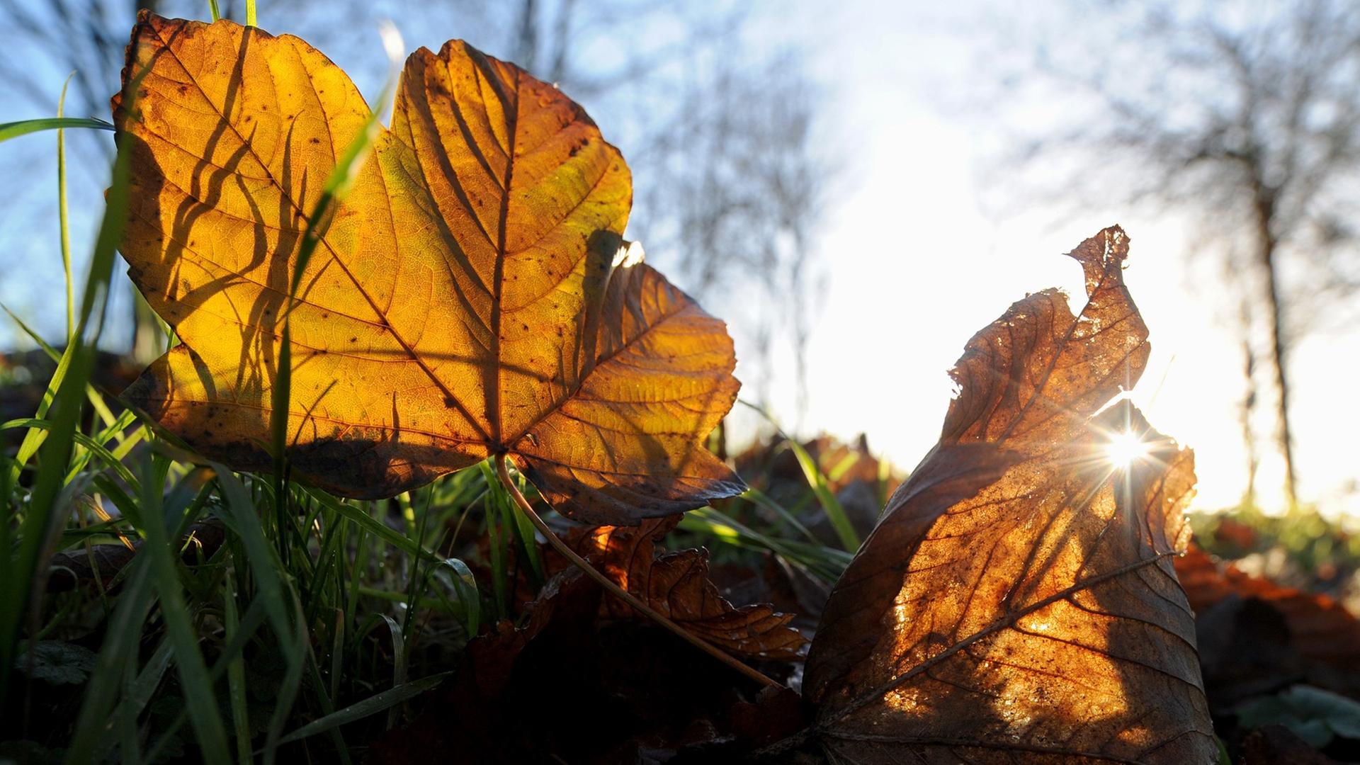 Gelbe Ahornblätter leuchten am 06.12.2014 durch das flache Licht der Wintersonne im Fischerort Greetsiel. Gelbe Ahornblätter leuchten am 06.12.2014 durch das flache Licht der Wintersonne im Fischerort Greetsiel.