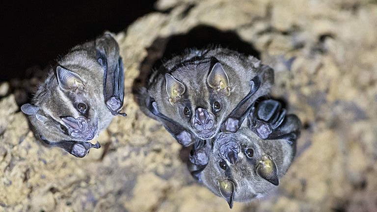 Drei Vampirfledermäuse schauen in die Kamera. Drei Vampirfledermäuse schauen in die Kamera.