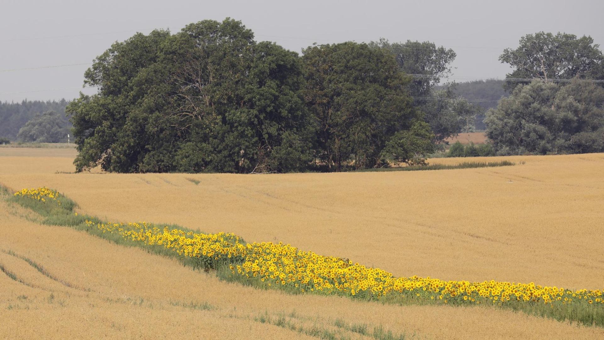 Sonnen-Blumen stehen an einem Getreide-Feld