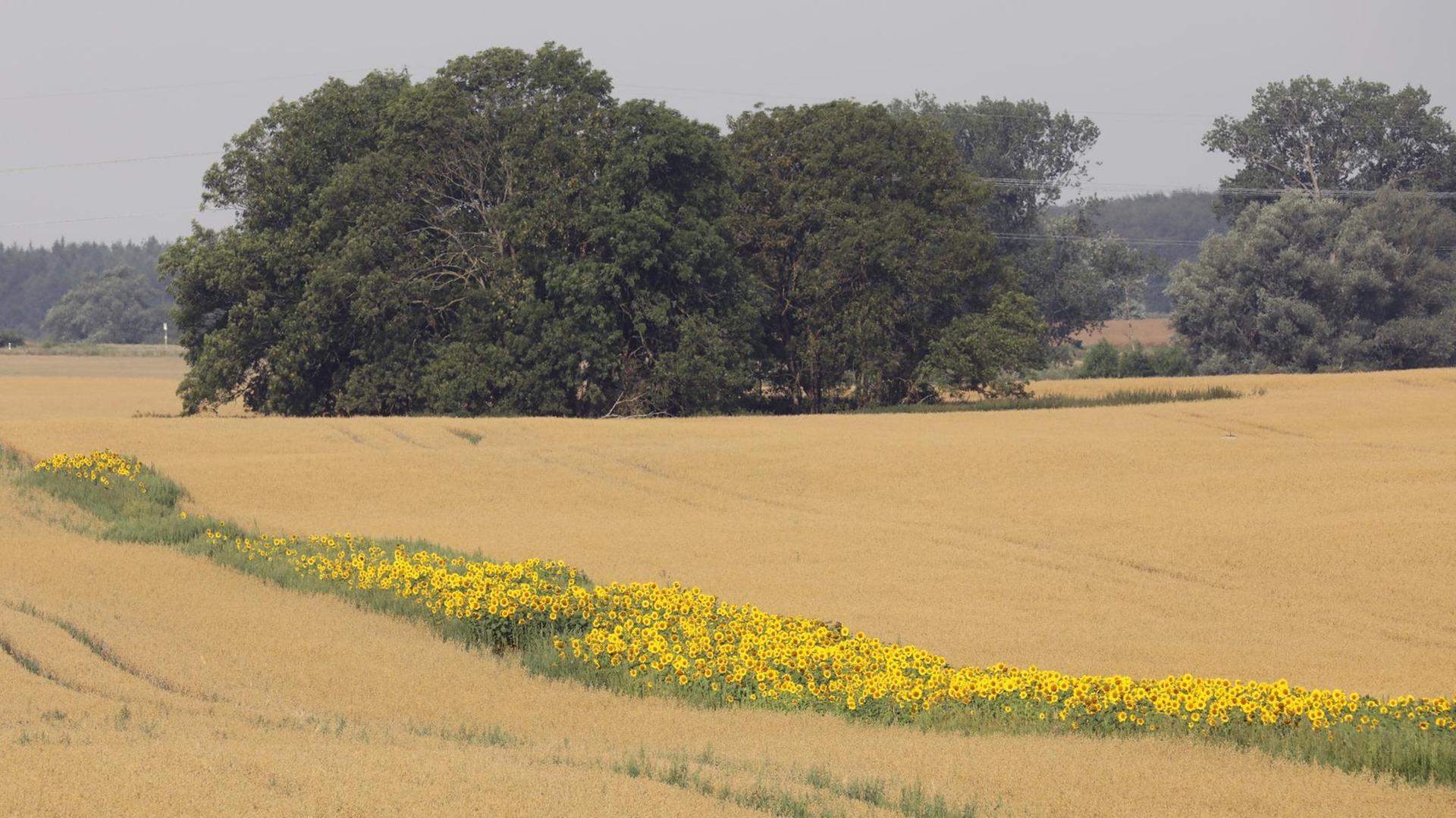 Sonnenblumen blühen auf einem Hafer-Feld der Papendorfer Agrargenossenschaft bei Rostock. Die Blühstreifen sind vor allem für Bienen gedacht. Diese sogenannten Bienenweiden sollen den Insekten über die Zeit hinweg helfen, wenn Raps und andere Alternativen nicht mehr zur Verfügung stehen. Sonnenblumen blühen auf einem Hafer-Feld der Papendorfer Agrargenossenschaft bei Rostock. Die Blühstreifen sind vor allem für Bienen gedacht. Diese sogenannten Bienenweiden sollen den Insekten über die Zeit hinweg helfen, wenn Raps und andere Alternativen nicht mehr zur Verfügung stehen.