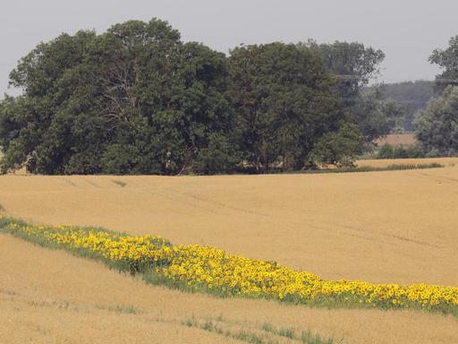 Sonnenblumen blühen auf einem Hafer-Feld der Papendorfer Agrargenossenschaft bei Rostock. Die Blühstreifen sind vor allem für Bienen gedacht. Diese sogenannten Bienenweiden sollen den Insekten über die Zeit hinweg helfen, wenn Raps und andere Alternativen nicht mehr zur Verfügung stehen.