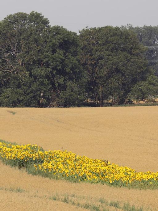 Sonnenblumen blühen auf einem Hafer-Feld der Papendorfer Agrargenossenschaft bei Rostock. Die Blühstreifen sind vor allem für Bienen gedacht. Diese sogenannten Bienenweiden sollen den Insekten über die Zeit hinweg helfen, wenn Raps und andere Alternativen nicht mehr zur Verfügung stehen.