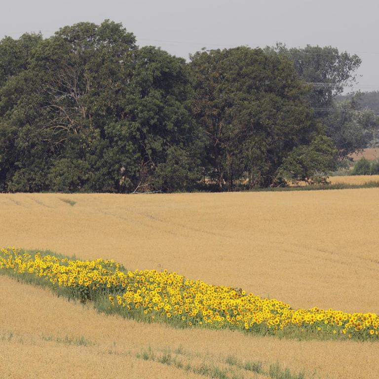 Sonnenblumen blühen auf einem Hafer-Feld der Papendorfer Agrargenossenschaft bei Rostock. Die Blühstreifen sind vor allem für Bienen gedacht. Diese sogenannten Bienenweiden sollen den Insekten über die Zeit hinweg helfen, wenn Raps und andere Alternativen nicht mehr zur Verfügung stehen.