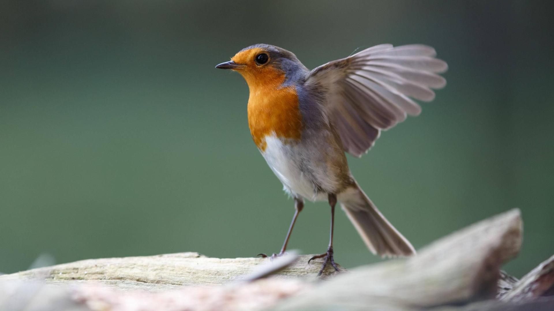 Ein tanzendes Rotkehlchen, Vogel des Jahres 2021, mit weit ausgestreckten Flügeln. Ein tanzendes Rotkehlchen, Vogel des Jahres 2021, mit weit ausgestreckten Flügeln.