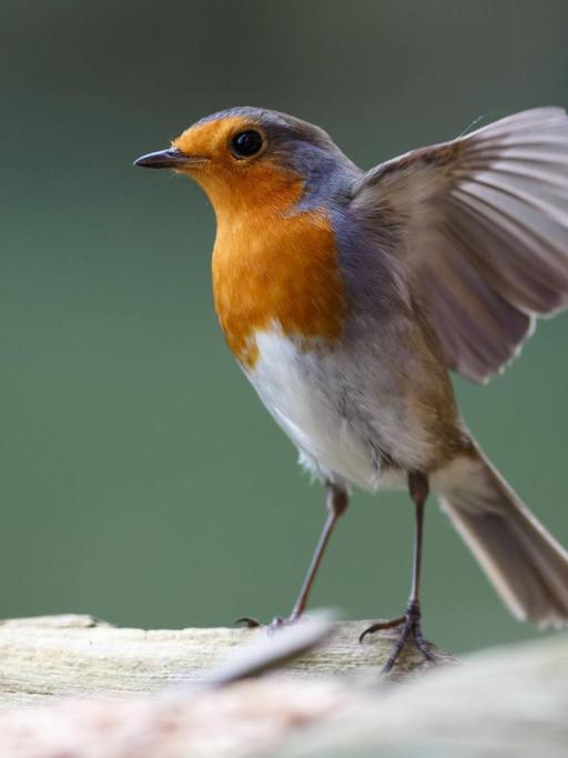 Ein tanzendes Rotkehlchen, Vogel des Jahres 2021, mit weit ausgestreckten Flügeln.