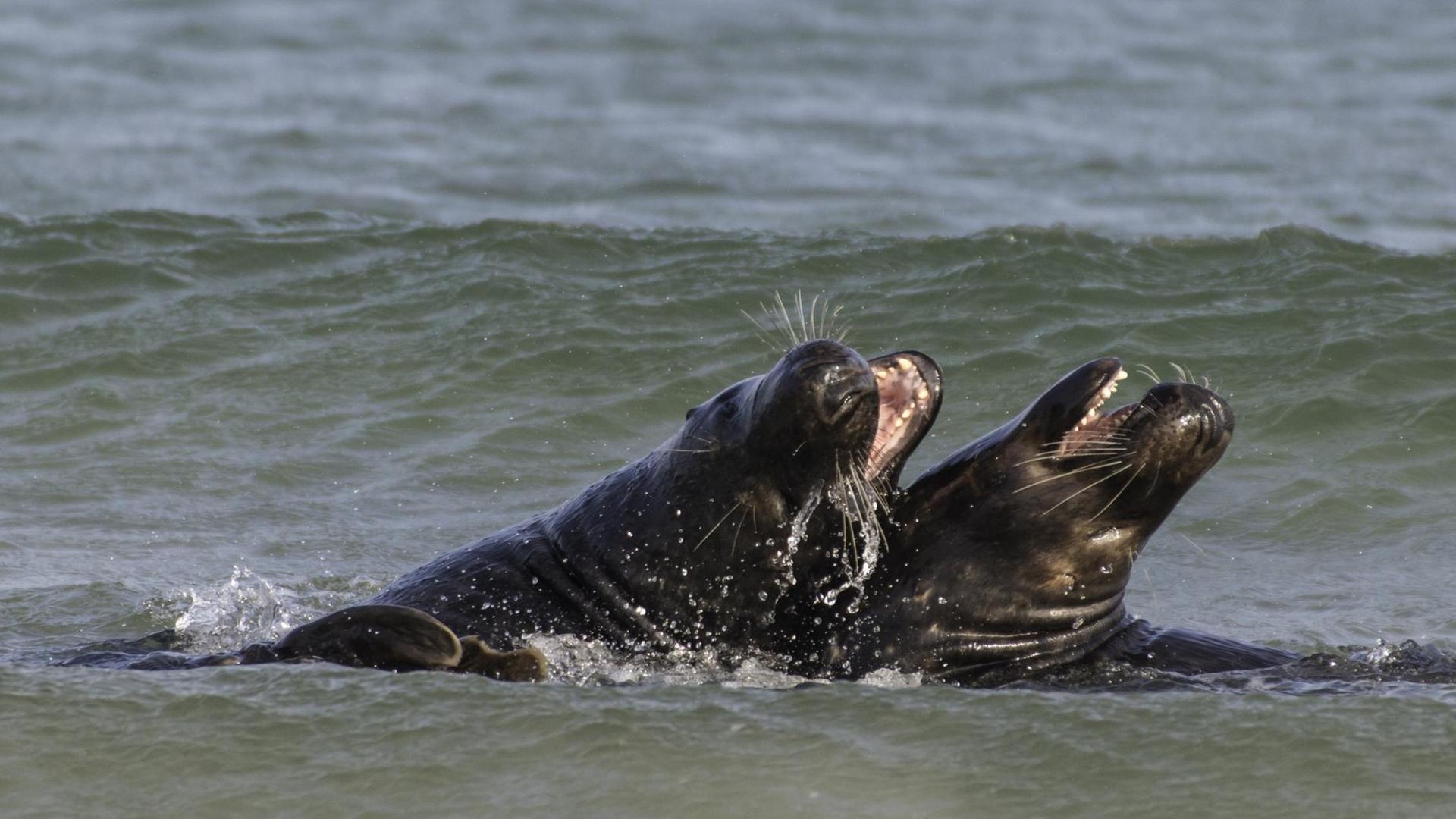 Kämpfende Kegelrobben im Wasser bei Helgoland in Schleswig-Holstein. Kämpfende Kegelrobben im Wasser bei Helgoland in Schleswig-Holstein.