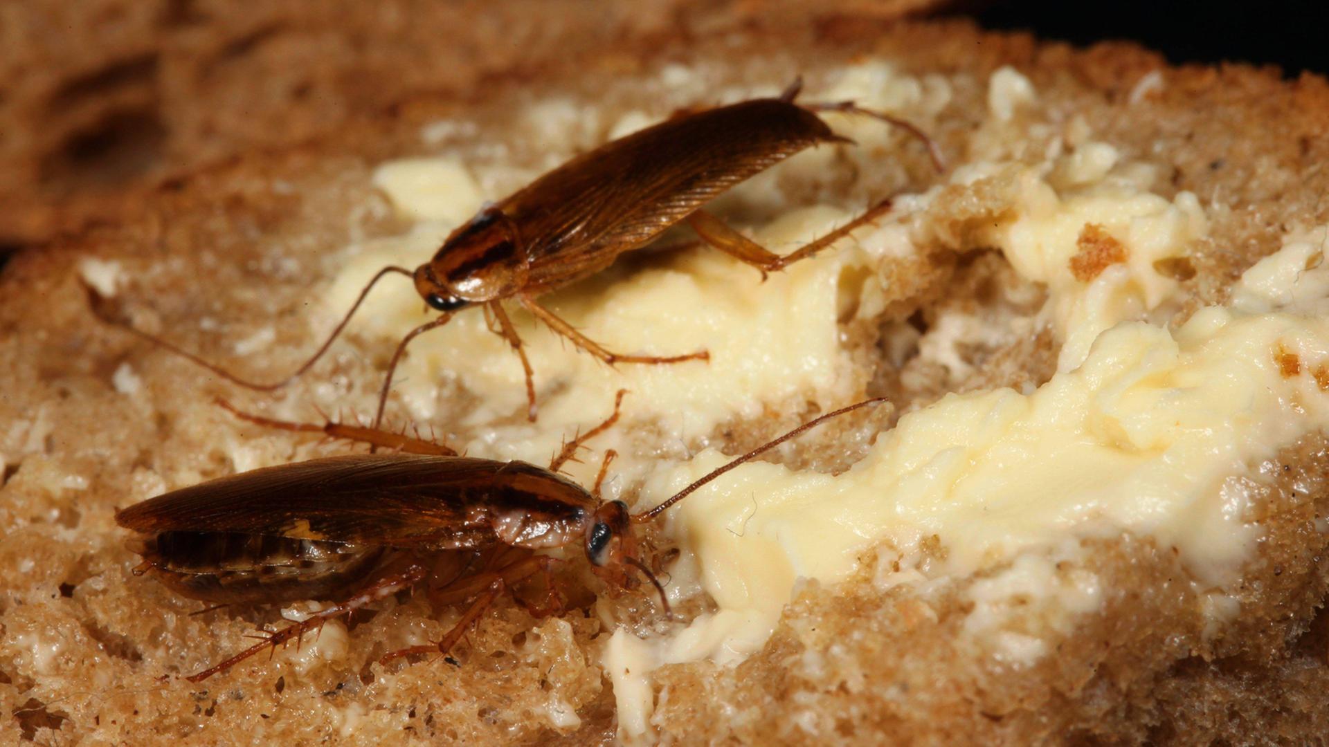 Kakerlaken auf einer gebutterten Brotscheibe Kakerlaken auf einer gebutterten Brotscheibe