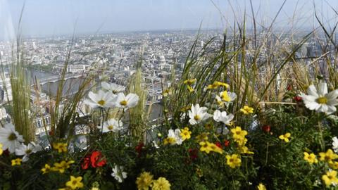 Urbanes Gärtnern liegt bei Großstädtern im Trend: Paris oder London (Bild) begrünen ihre Dächer.