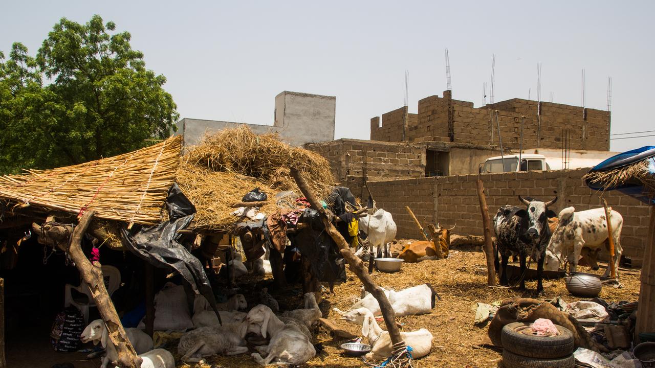 Auf dem Viehmarkt der malischen Hauptstadt Bamako haben Vertriebene aus dem Dogonland notdürftige Unterkünfte errichtet. 