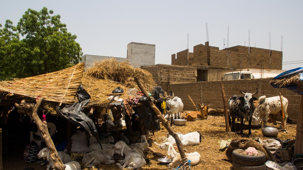 Auf dem Viehmarkt der malischen Hauptstadt Bamako haben Vertriebene aus dem Dogonland notdürftige Unterkünfte errichtet. Auf dem Viehmarkt der malischen Hauptstadt Bamako haben Vertriebene aus dem Dogonland notdürftige Unterkünfte errichtet.