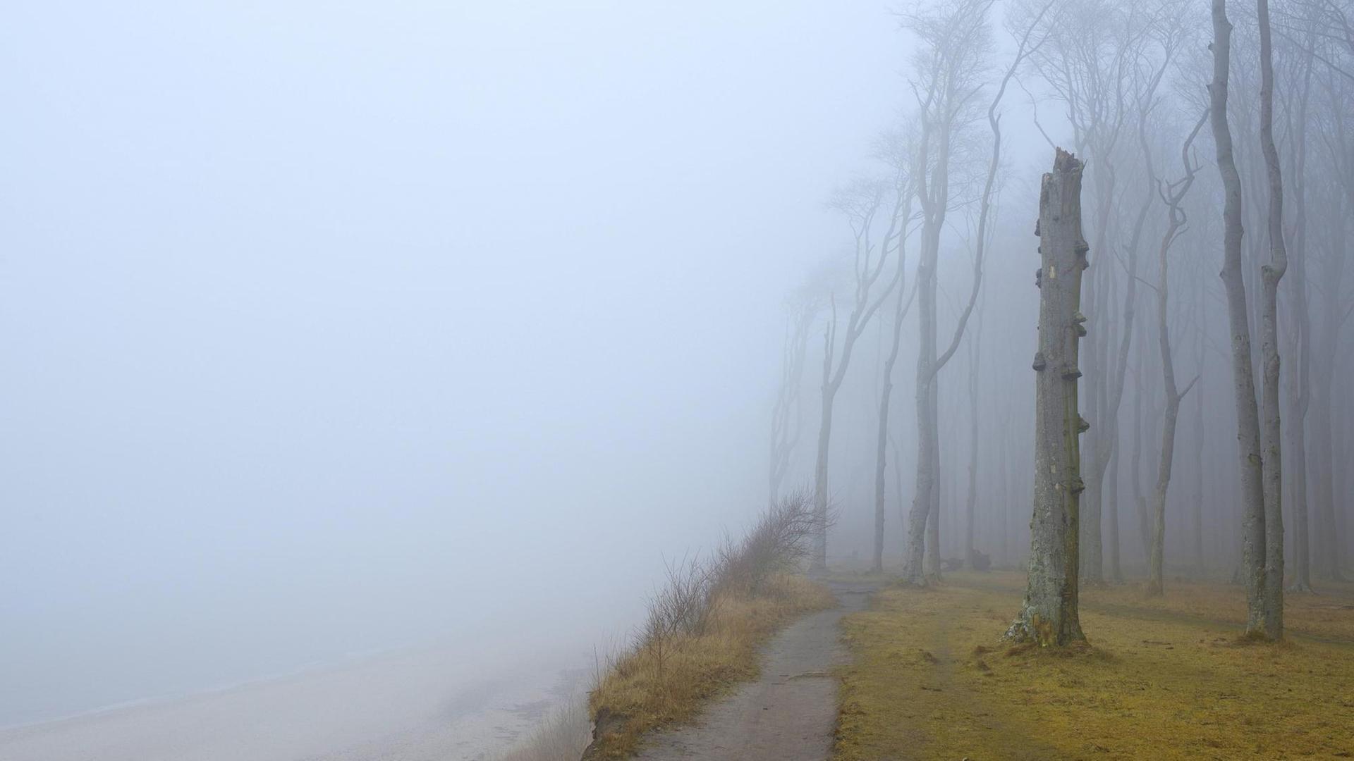 Buchenwald an der Ostseeküste im Nebel Buchenwald an der Ostseeküste im Nebel