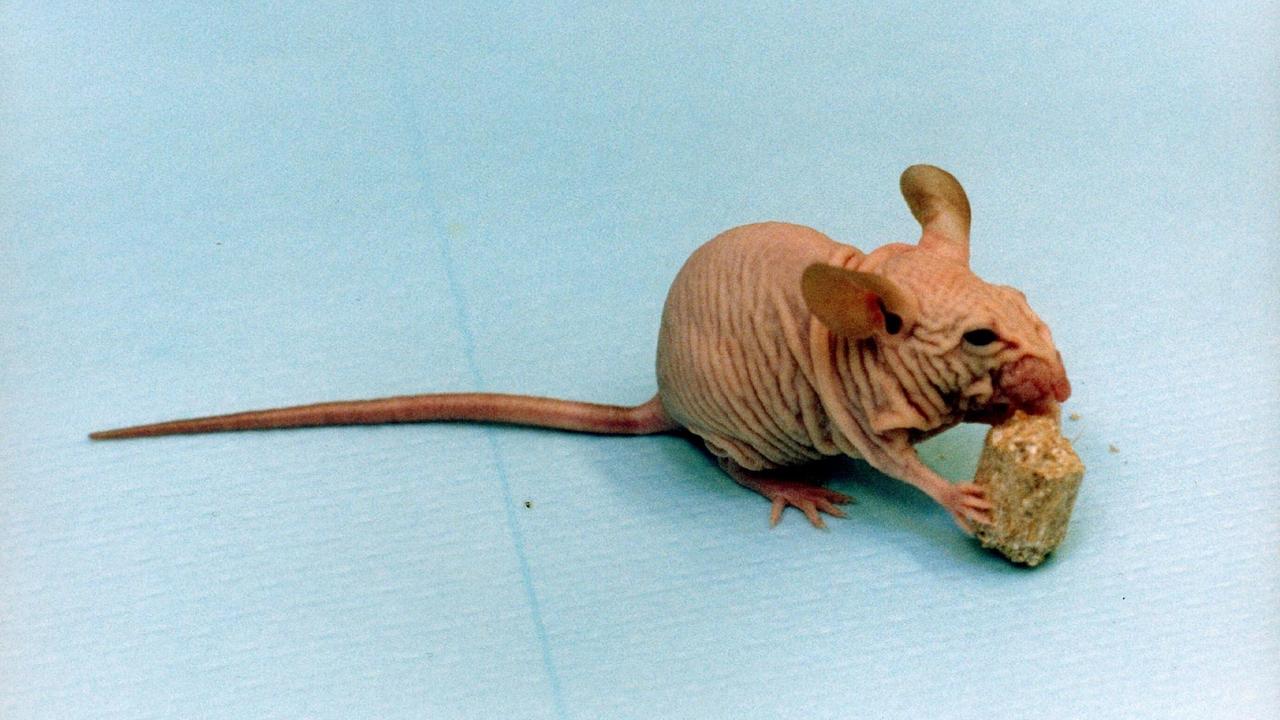 Eine einen Monat alte gentechnisch veränderte Maus an der Universität von Kuopio in Finnland im Oktober 1998. Die gentechnisch veränderten Mäuse verlieren im Alter von vier bis sechs Wochen ihr Fell. Durch den Alterungsprozeß bildet ihre Haut starke Falten, ihre Lebenserwartung sinkt um die Hälfte. Neben ihrem Wert als Modell für das Studium von Krankheiten könnten sie bei der Entwicklung von Medikamenten gegen Krebs und Schlaganfall eine Rolle spielen.
