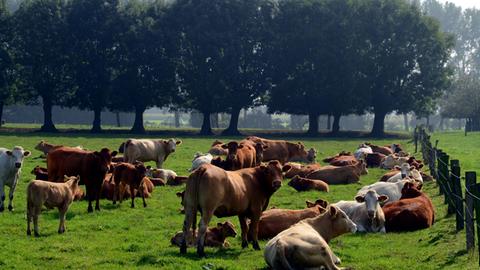 Braun weiße Kühe stehen und liegen am 27.09.2014 in der Nähe von Xanten (Nordrhein-Westfalen) auf einer Weide.