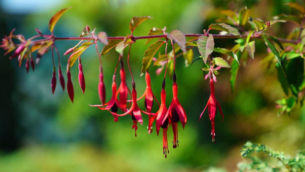 Blüten eines Busches Blüten eines Busches